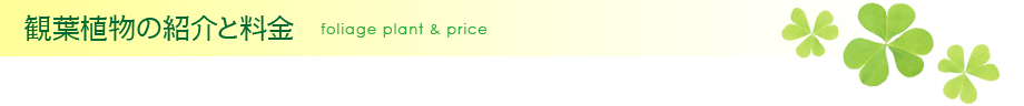 観葉植物の紹介と料金